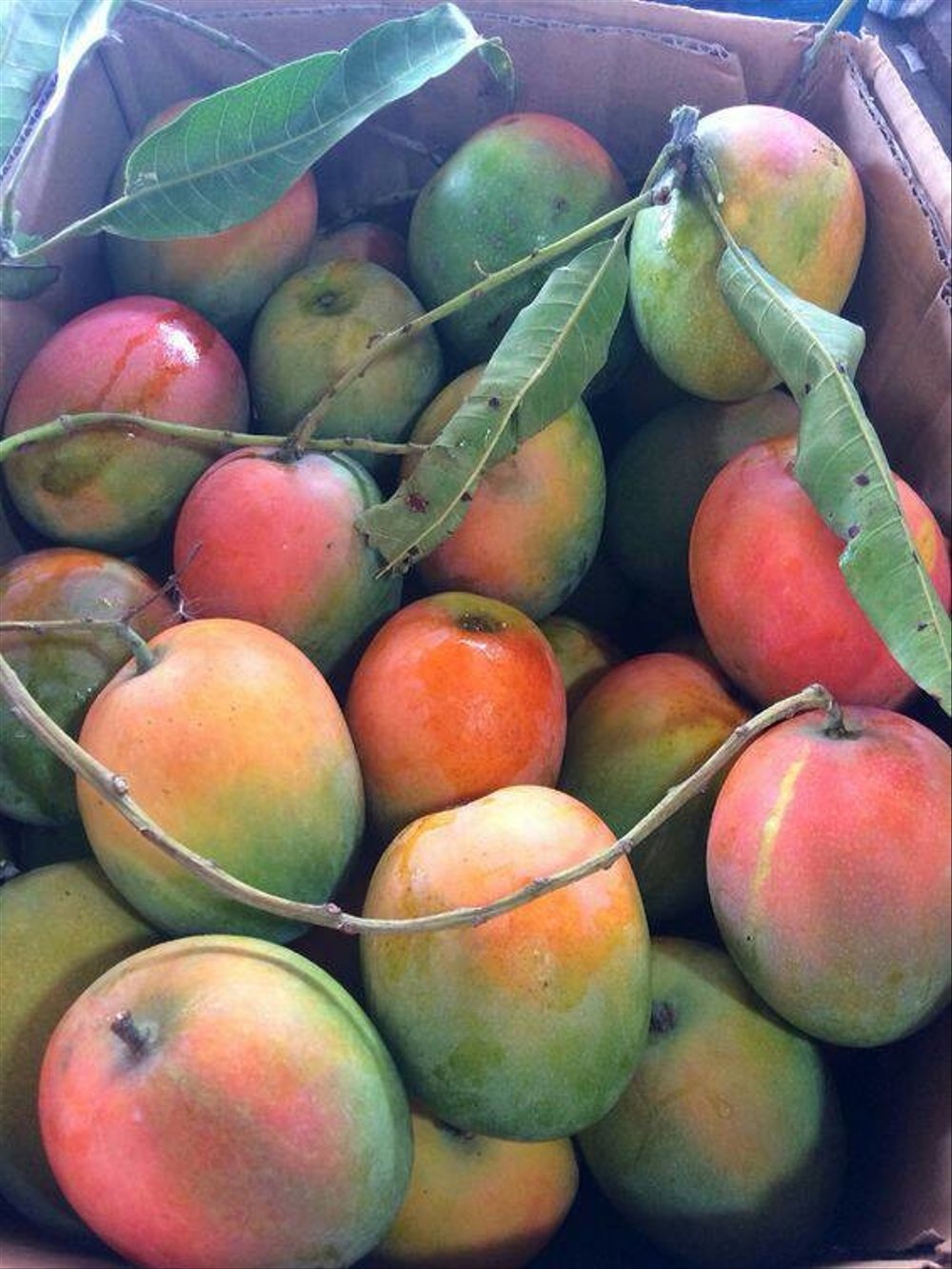 Jenis Mangga Populer Di Indonesia